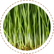 Wheat Grass